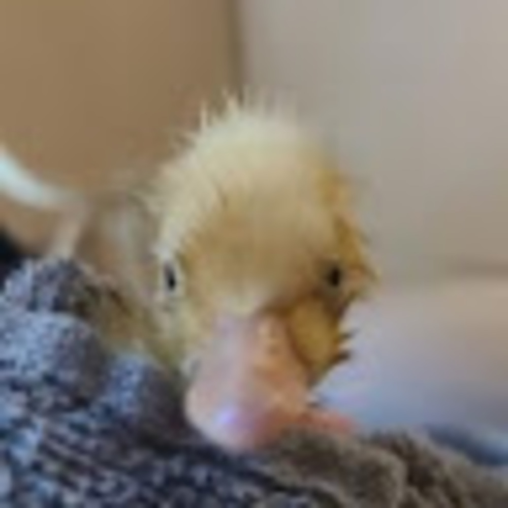 Meet your Posher, Athena